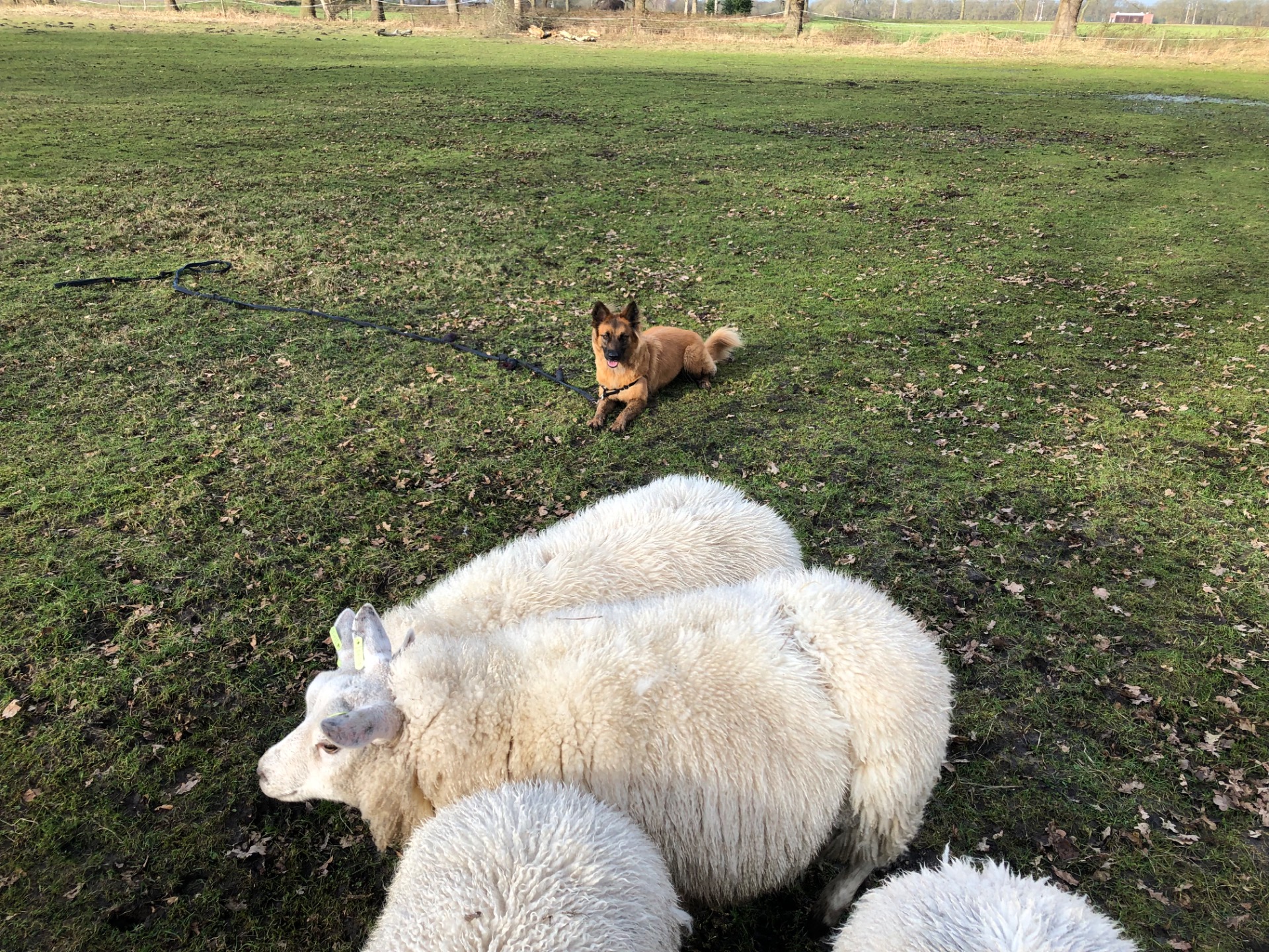 Baskische herdershond met riem rent op grasveld, terwijl witte schapen vooraan in beeld liggen.