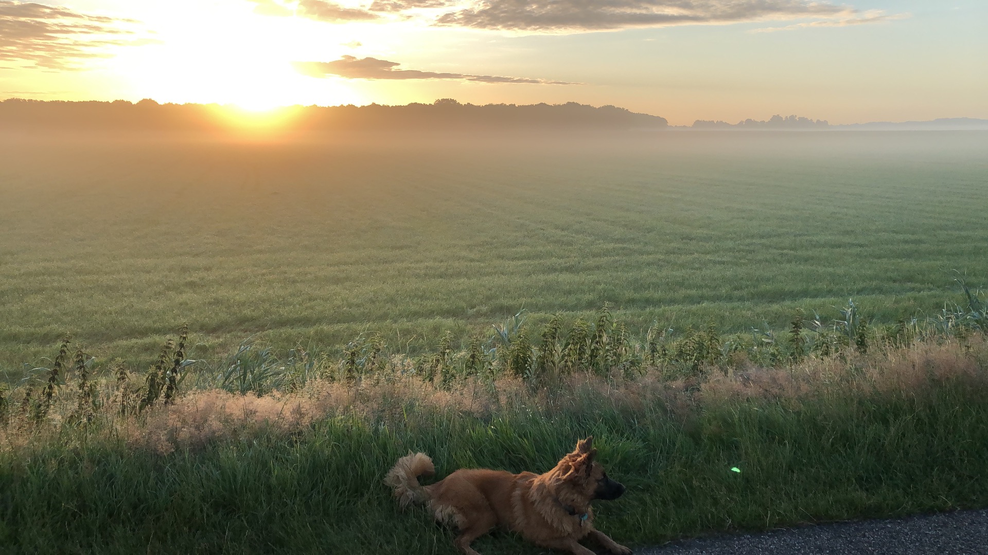 Zonsondergang boven mistige heuvels, mistige vallei en een hond die in het gras ligt.